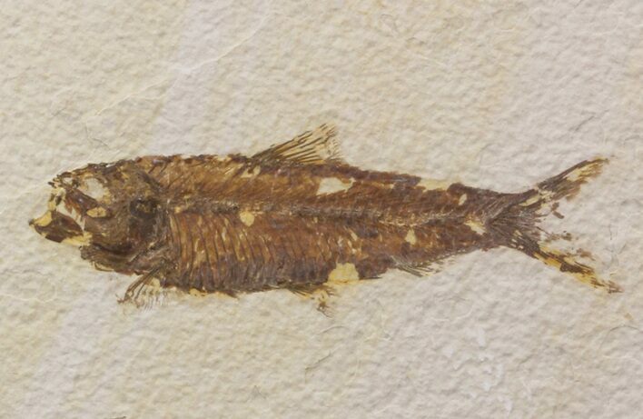 Bargain Knightia Fossil Fish - Wyoming #39678